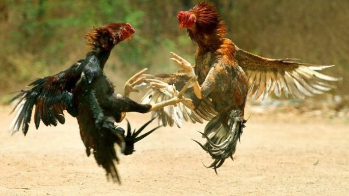 Đá gà là một trò chơi truyền thống nổi tiếng tại Việt Nam, thu hút hàng ngàn người tham gia mỗi ngày.