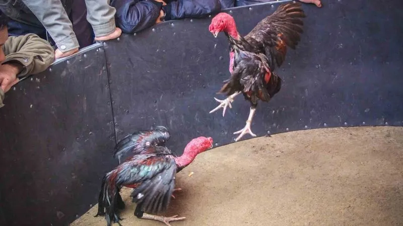 Gemwin trang web cá cược trực tuyến mang đến trải nghiệm cá cược đá gà đòn